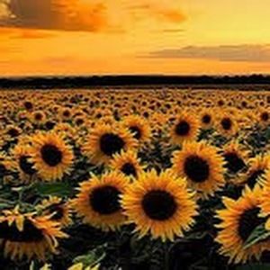 Meet your Posher, Jaden